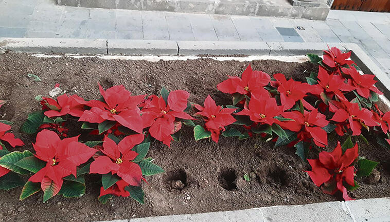 Rücksichtslose Menschen haben die schönen Weihnachtssterne zerstört Foto: ayto SC..