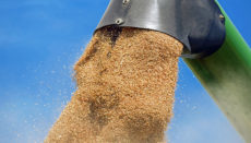 Grundnahrungsmittel wie Getreide erlebten einen rasanten Preisanstieg. Foto: Pixabay