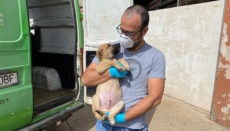 Hund ausgesetzt gerettet Las Palmas AYTO