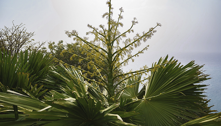 Die Corypha Umbraculifera sieht man normalerweise alle 80 Jahre blühen. Foto: efe