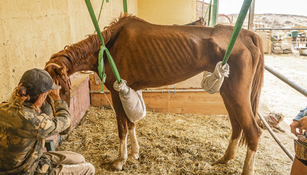Mehr als 20 Pferde und 300 Kleintiere konnten bislang bereits aufgenommen werden. Einige Tiere können nach einer Zeit der Rehabilitation auch in ein neues Zuhause vermittelt werden. Das klappt leider nicht in allen Fällen. Foto: THR