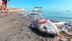 Im Oktober 2019 verendeten Tausende Fische an den Stränden des Mar Menor. Foto: efe