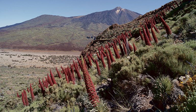 Rote Tajinasten mit dem Teide im Hintergrund. Foto: Gobierno de canarias