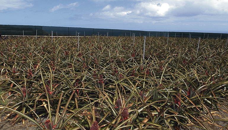 Zu den Haupterzeugnissen der Landwirtschaft auf El Hierro gehört die Ananas. Die süße Frucht wird auf 140 Hektar im Valle de El Golfo angebaut. Foto: Moisés Pérez