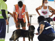 Freiwillige Tierärzte haben Tausende von Tieren während des Vulkanausbruchs auf La Palma gerettet. FOTo: EFE