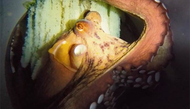 Den Forschern am „Pescanova Biomarine Center“ gelang der weltweite Durchbruch bei der Vermehrung von Oktopussen in Gefangenschaft. „Lourditas“ war das erste Oktopusweibchen , das seinen Lebenszyklus in einer Aquakultur vollendete. Foto: Nueva Pescanova