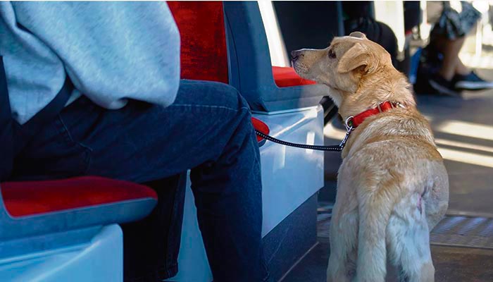 Haustiere, unabhängig von Rasse und Gewicht, werden demnächst in Bussen und Straßenbahnen auf Teneriffa mitfahren dürfen. Foto: coalición canaria.