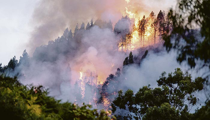 Auch der bisher schlimmste Waldbrand auf Gran Canaria, der am 10. August 2019 ausbrach und 9.541 Hektar Wald verbrannte, entstand durch Menschenhand. Foto: EFE