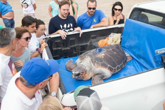 Schildkrite Aussetzung Fuerteventura 2023 Efe 2 Schildkröte Chofe mit modernster Technologie ins Meer entlassen