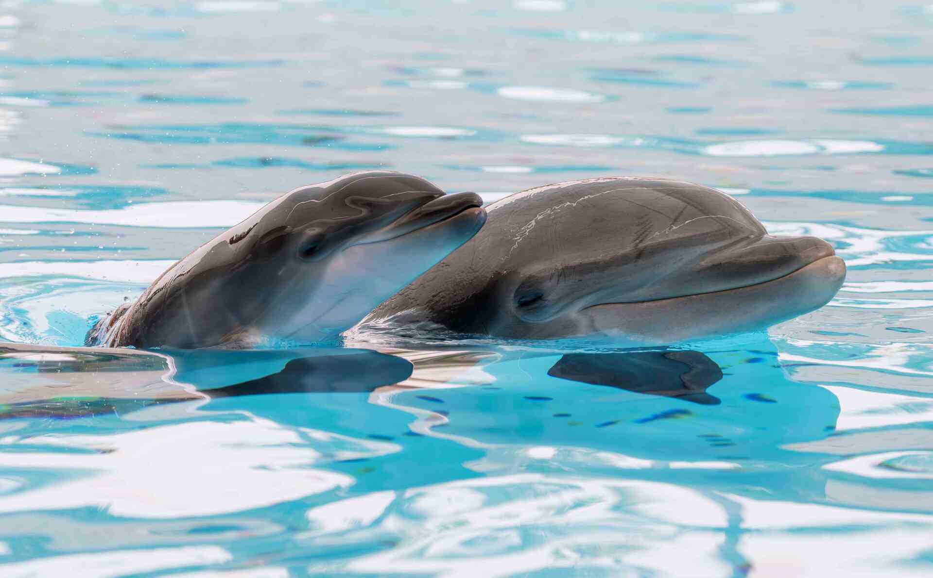 Delfinkalb im Loro Parque