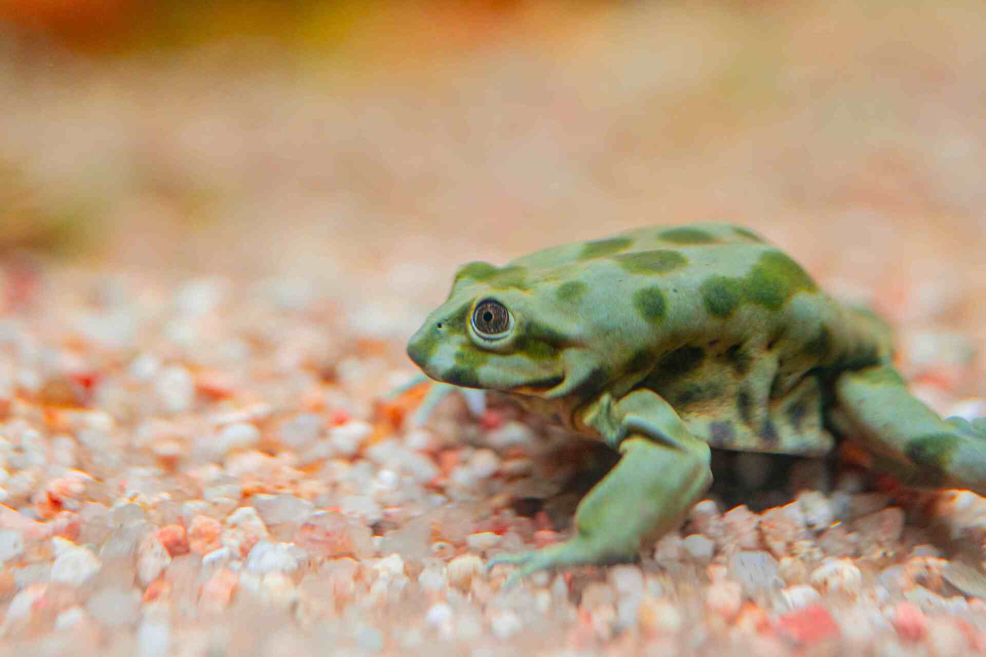 Titicaca-Frosch