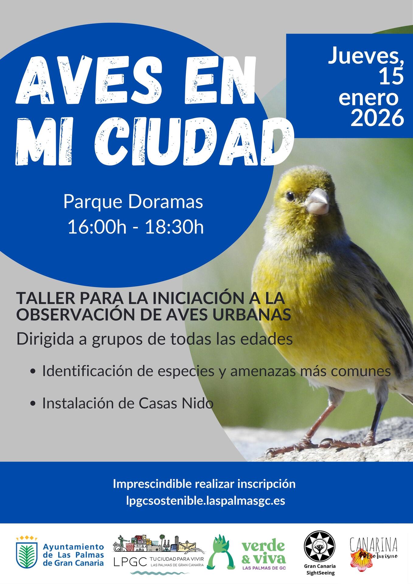 Vögel in meiner Stadt