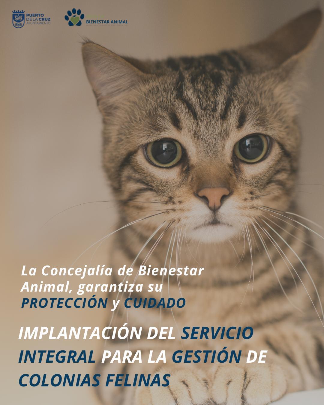 Plakat Katzenkolonien